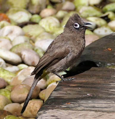 Cape Bulbul